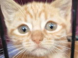 Chatonne de 2 mois en attente d’adoption