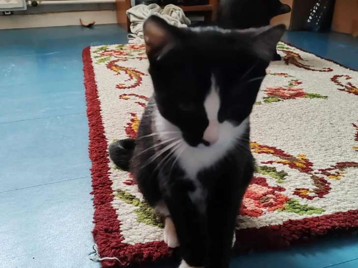 Chaton mâle noir et blanc prêt pour l'adoption