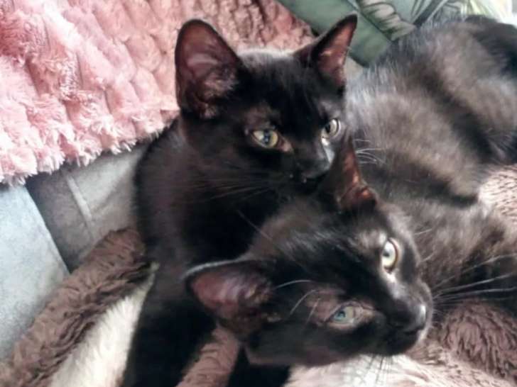 Chatonnes noires en attente d’un foyer