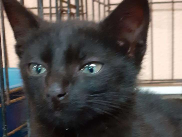 Chatons mâles de 3 mois en quête d'un foyer