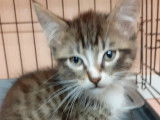 Adoption disponible : chaton mâle tigré blanc