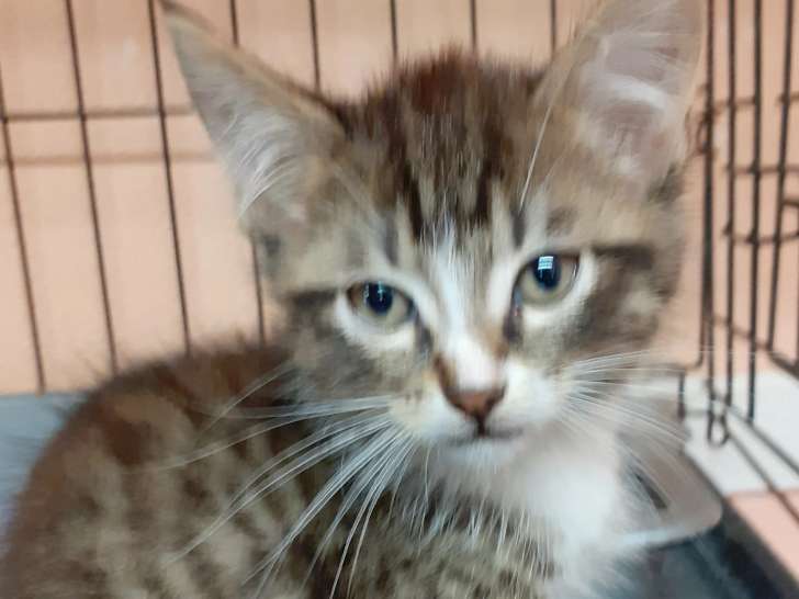 Adoption disponible : chaton mâle tigré blanc