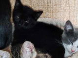 Chaton mâle noir à la recherche d’une famille