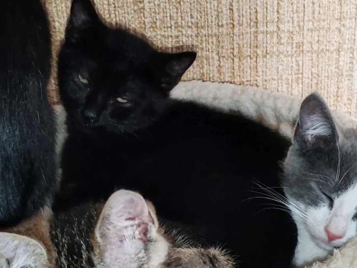 Chaton mâle noir à la recherche d’une famille