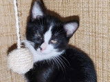 À adopter, chaton mâle noir et blanc