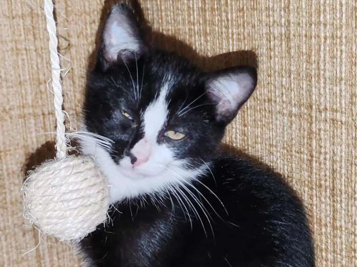 À adopter, chaton mâle noir et blanc