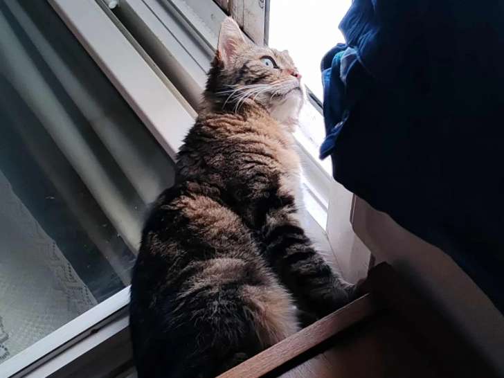Disponible à l'adoption, chatte de 9 ans