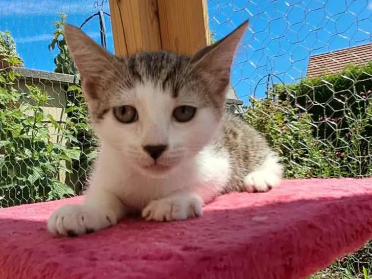 En attente d'adoption, chatonne tigrée blanche