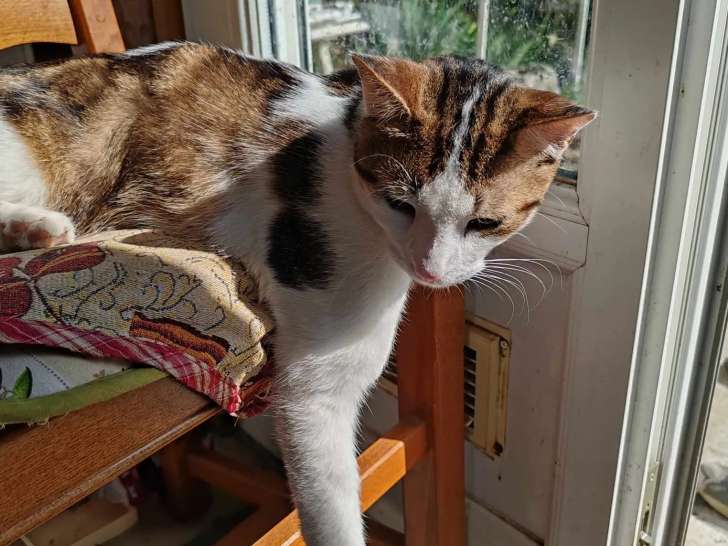 Prêt pour l'adoption, chat d'un an