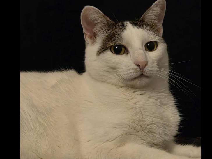 Chatte de 5 ans à adopter