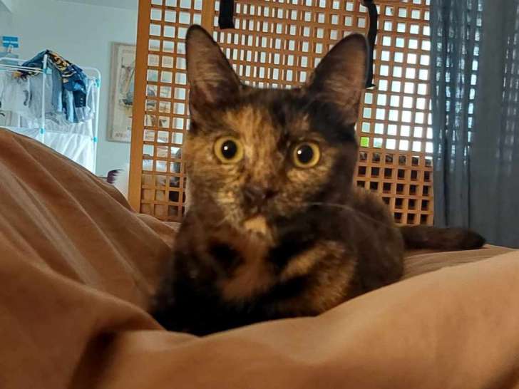 Chatte d'un an disponible à l'adoption