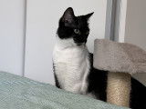 Chatte noire et blanche en attente d'adoption