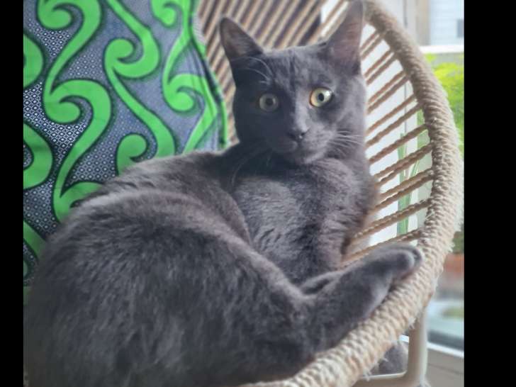 À la recherche d’un foyer, chatte d'un an