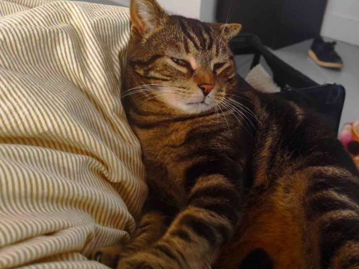 Adoption disponible : chat de 5 ans