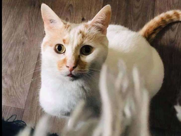 En quête d'un foyer, chat roux et blanc