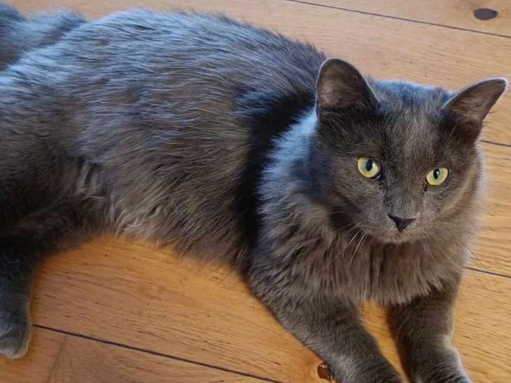 À accueillir, chat au pelage gris