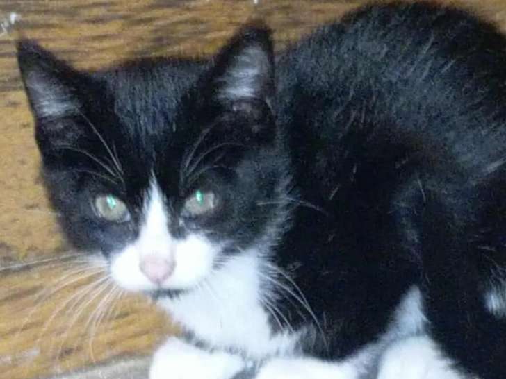 En attente d'une famille : chaton mâle âgé de 3 mois
