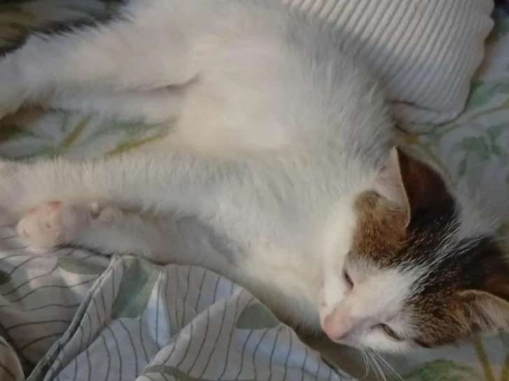 Prêt pour l’adoption : chaton mâle blanc avec marque noire