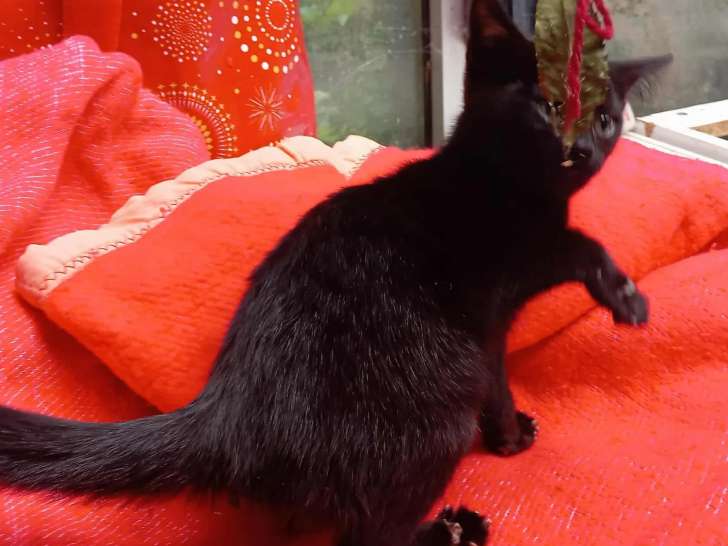 En attente d'adoption, chatonne de 4 mois