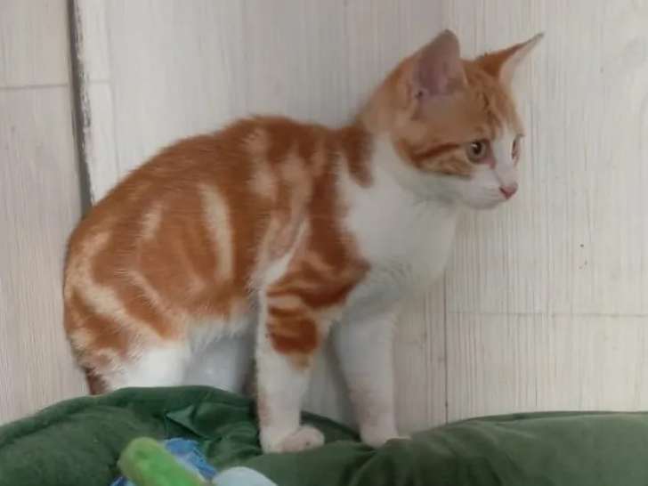 À adopter, chaton mâle tigré roux
