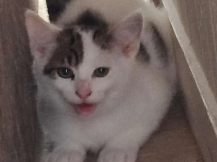 Chaton mâle blanc avec marque noire à la recherche d'une famille