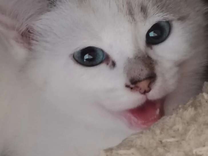 Adoption disponible : chaton mâle de 3 mois