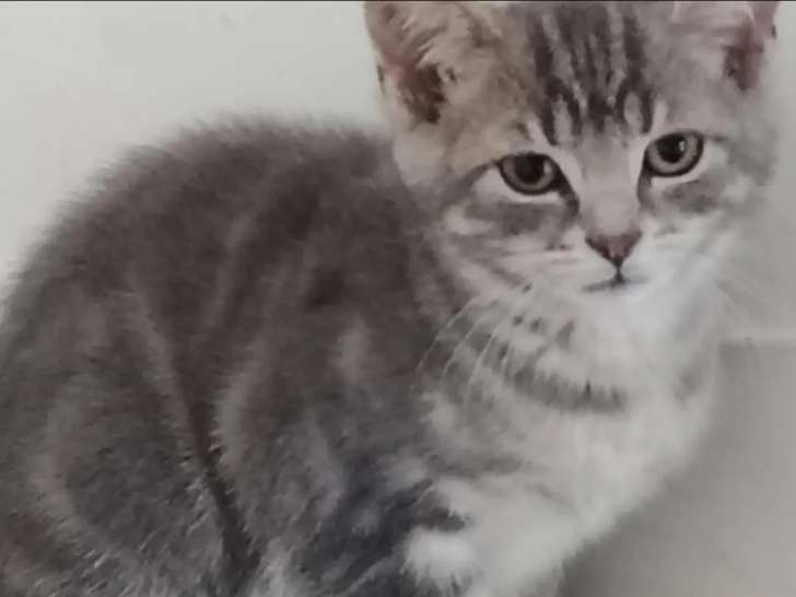 Chaton femelle tigré gris en quête d’une famille