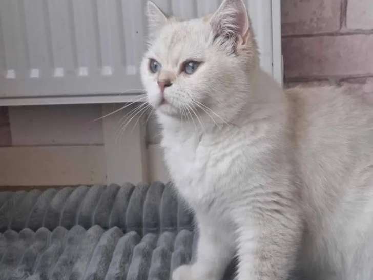 Chatte British Shorthair beige à accueillir