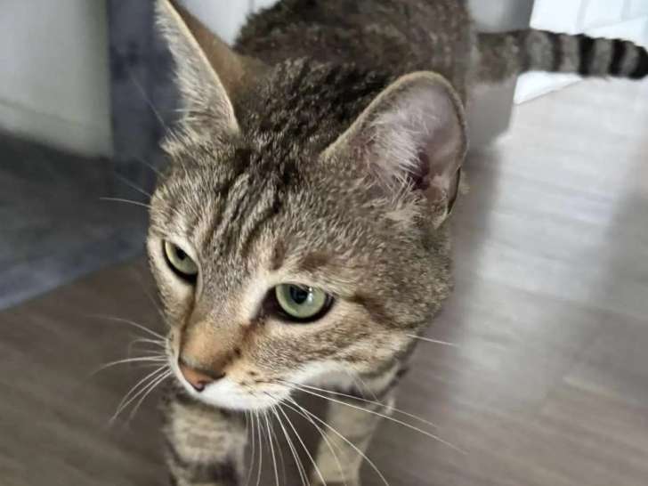 Chat âgé de 3 ans en attente d'un foyer