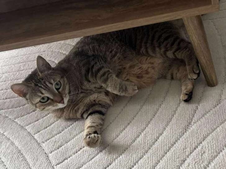 Chatte tigrée prête pour l’adoption