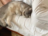 Leia, femelle British Shorthair disponible pour saillie
