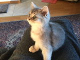 Leia, femelle British Shorthair disponible pour saillie