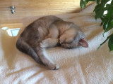 Leia, femelle British Shorthair disponible pour saillie