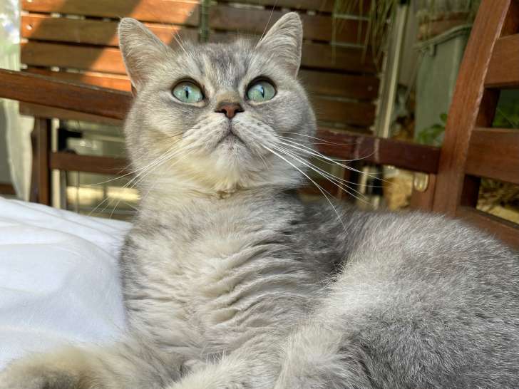 Leia, femelle British Shorthair disponible pour saillie