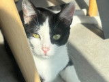 Zira, chatte blanc et noir à adopter en association