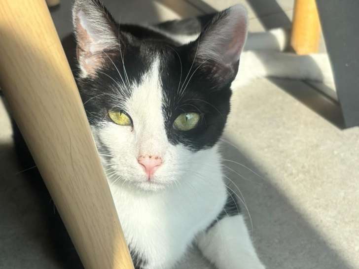 Zira, chatte blanc et noir à adopter en association