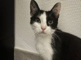 Zira, chatte blanc et noir à adopter en association