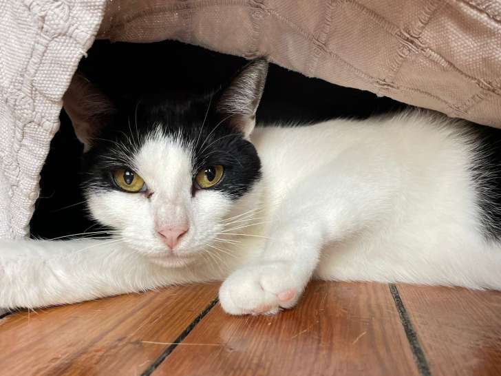 Fripouille, chat blanc et noir à adopter en association