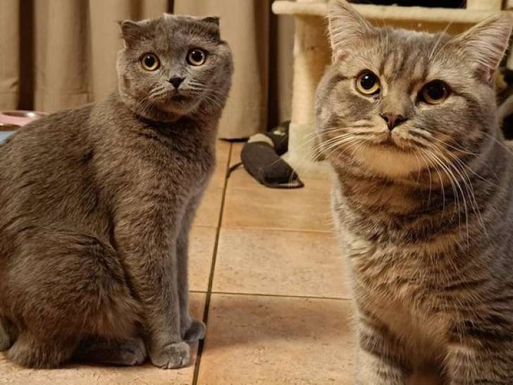 Chatons Scottish Fold et Straight à Vendre