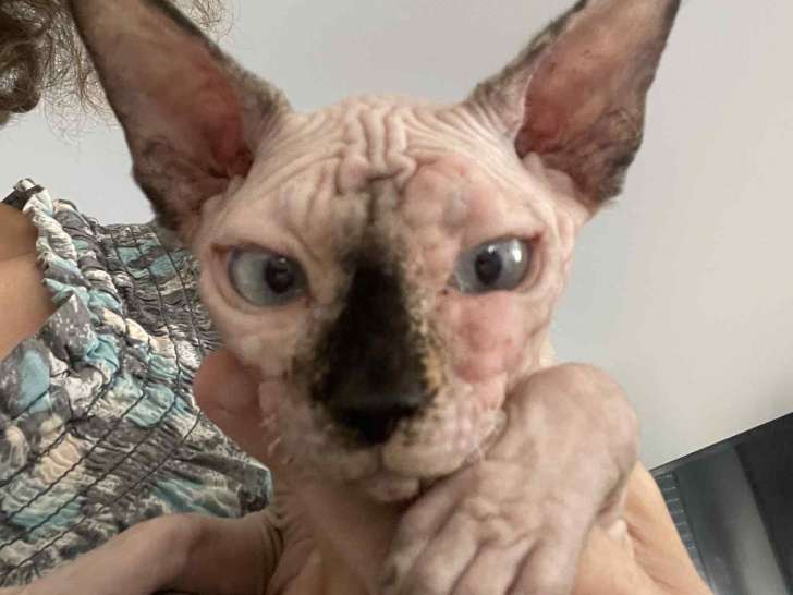 Chaton Sphynx à donner