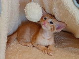 Magnifique chaton Oriental Shortair à vendre