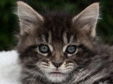 Chatons Maine Coon LOOF à réserver