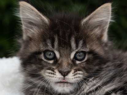 Chatons Maine Coon LOOF à réserver