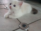 Chatons Ragdoll avec pedigree à vendre