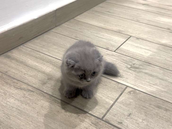 Chatonne scottish Fold à vendre