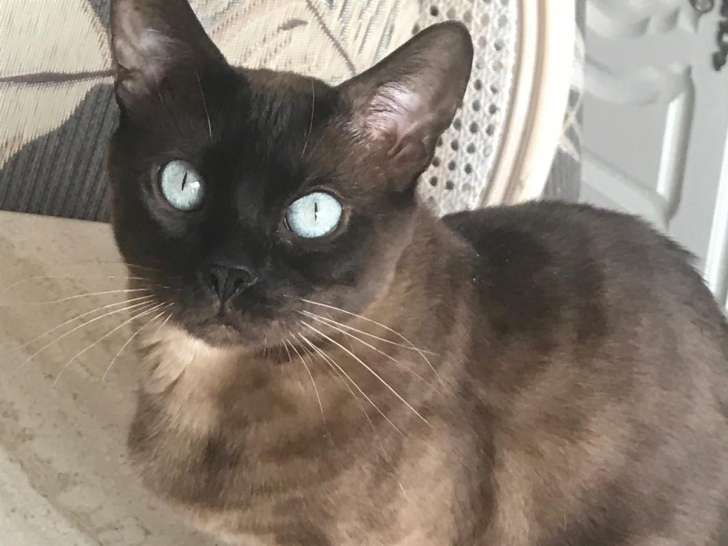 Femelle Bengal adulte sépia smoke (chocolat) à vendre