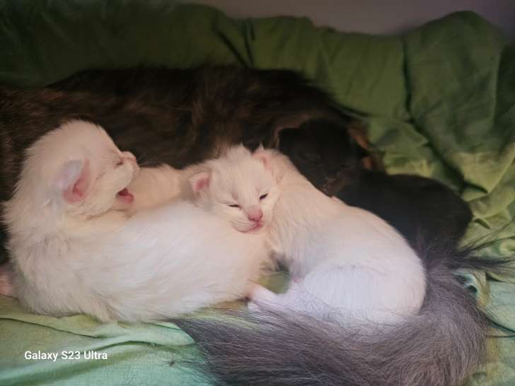 Chatons Maine Coon croisés Angora Turc à vendre