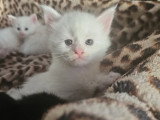 Chatons Maine Coon croisés Angora Turc à vendre