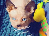 Chatons Sphinx Elf straight à vendre