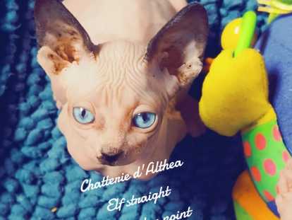 Chatons Dwelf straight long